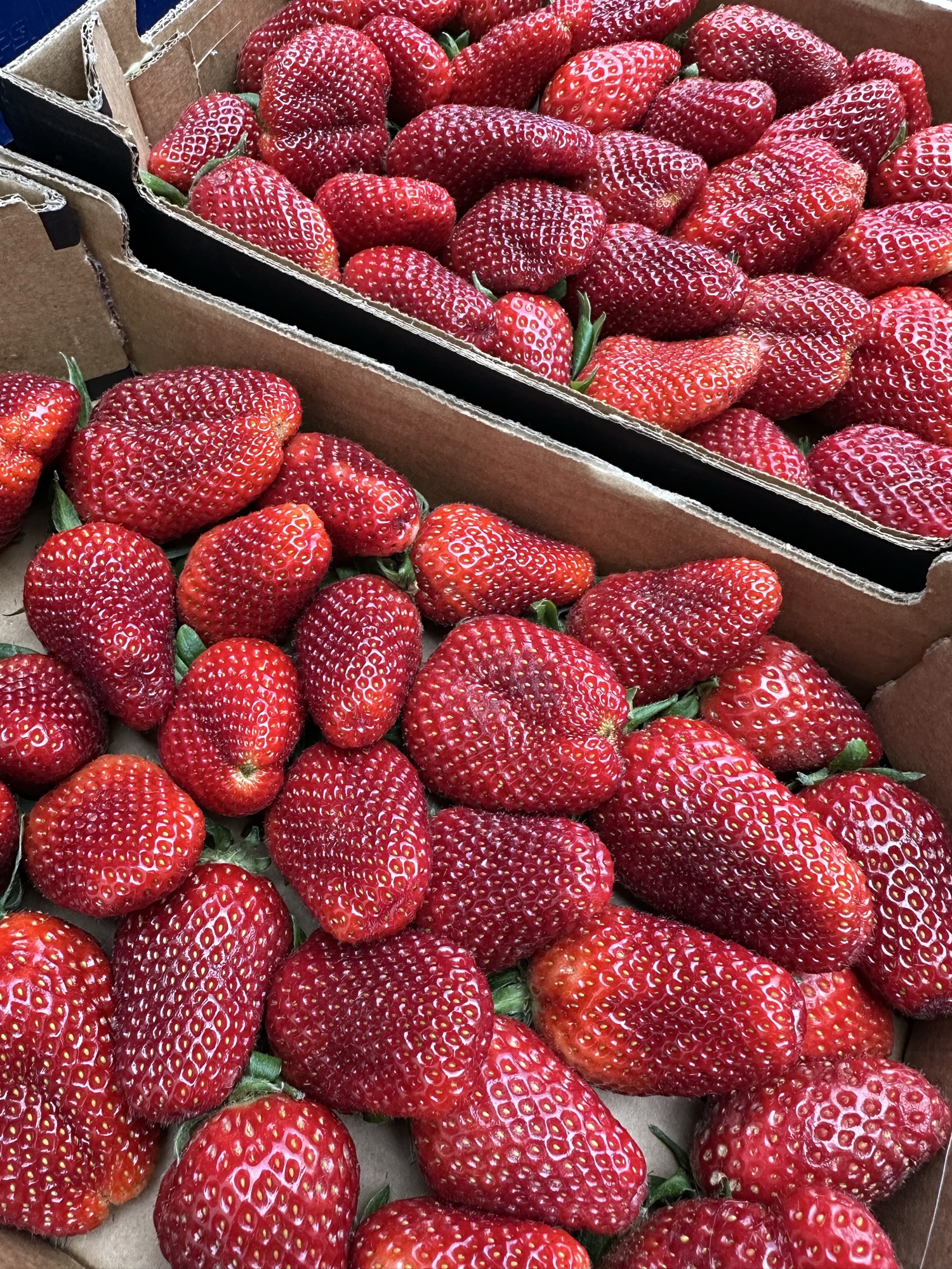 JARÐBER 1 KG SPONSK